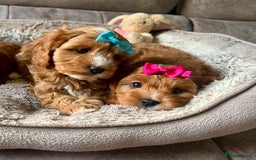 Cavapoo dogs for sale: Beautiful F1 Health Tested Red Cavapoo Puppies  - Image 1