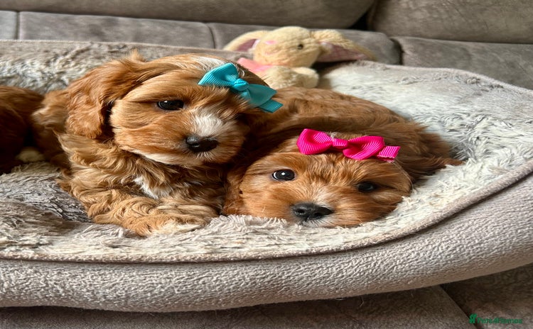 Cavapoo dogs - Advert 3