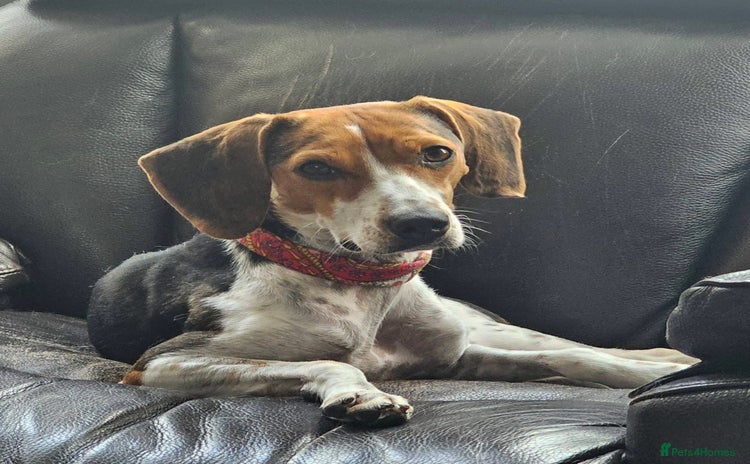 Mixed Breed dogs - Advert 1