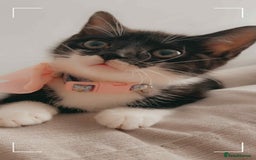 Domestic Shorthair cats for sale: 6 month old cat and 8 week old kitten - Image 2