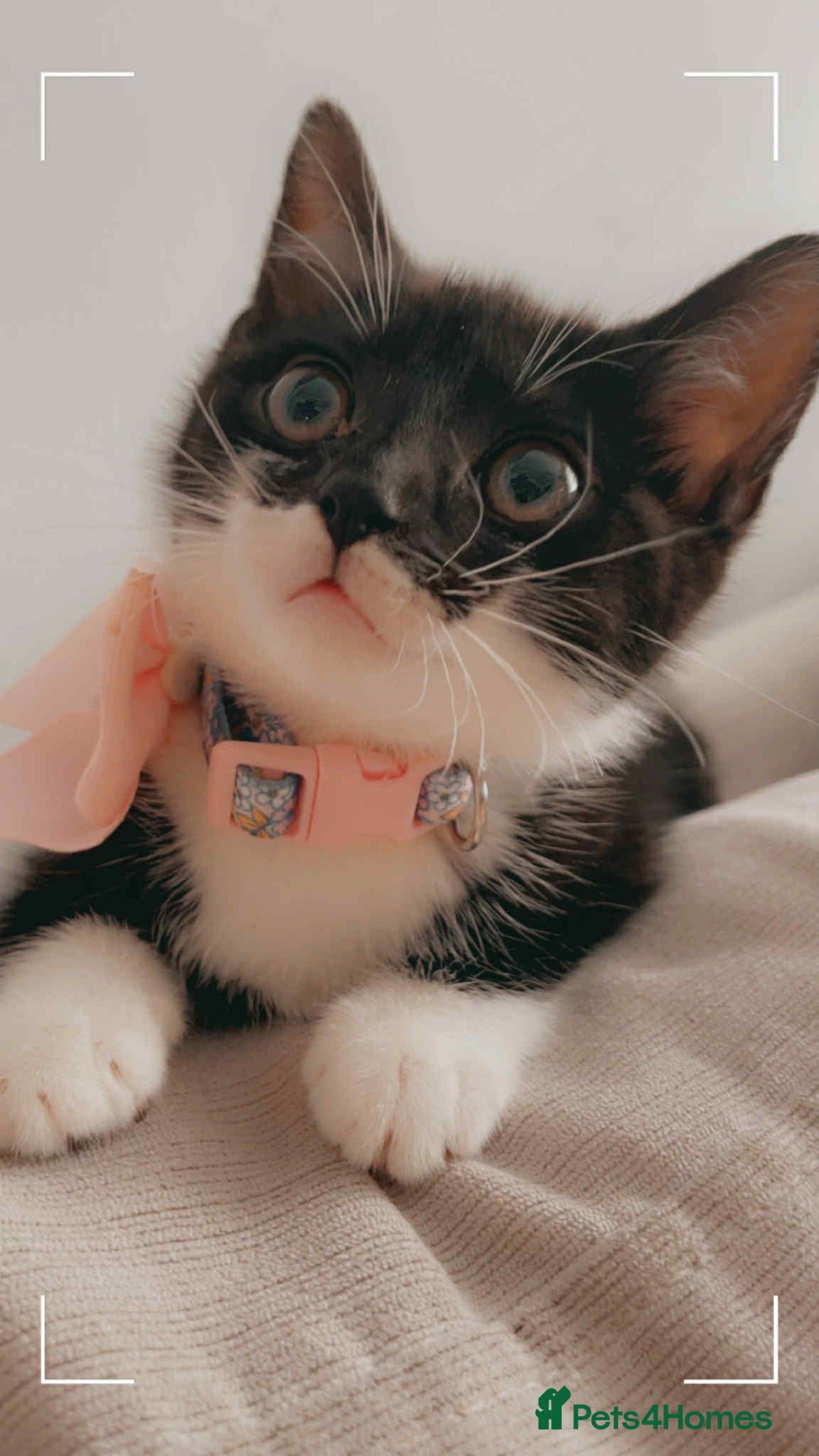 Domestic Shorthair cats for sale: 6 month old cat and 8 week old kitten - Image 2