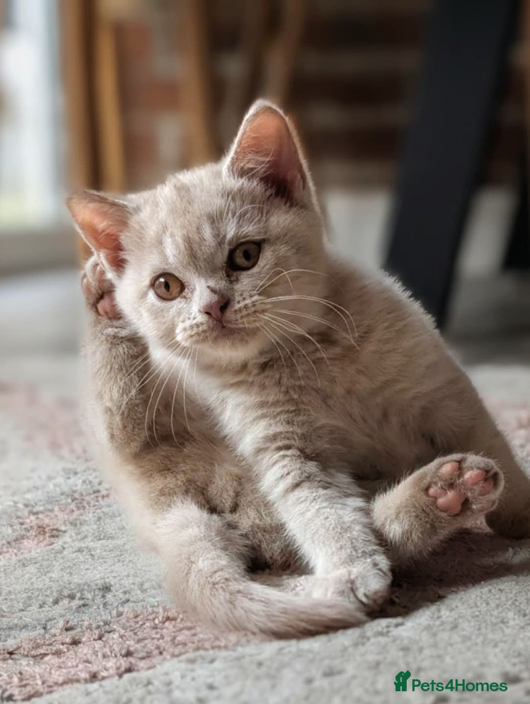 British Shorthair cats for sale: British shorthair  - Advert 2