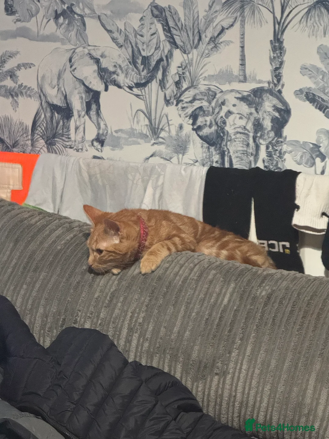 British Shorthair cats for sale: 3 kittens for sale - Advert 1