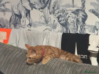 British Shorthair cats 3 kittens for sale - Advert 3