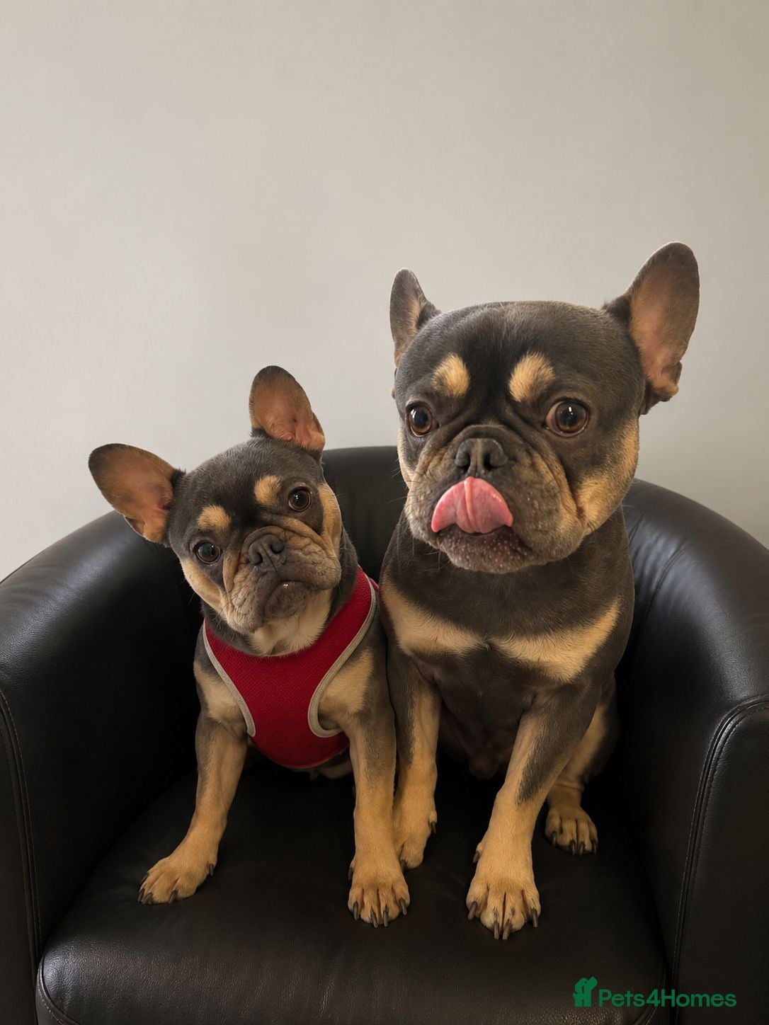 French Bulldog dogs Adorable French bulldog pups for sale  - Advert 2