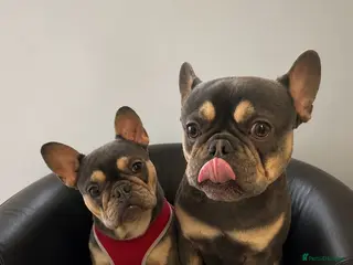 French Bulldog dogs Adorable French bulldog pups for sale - Advert 11