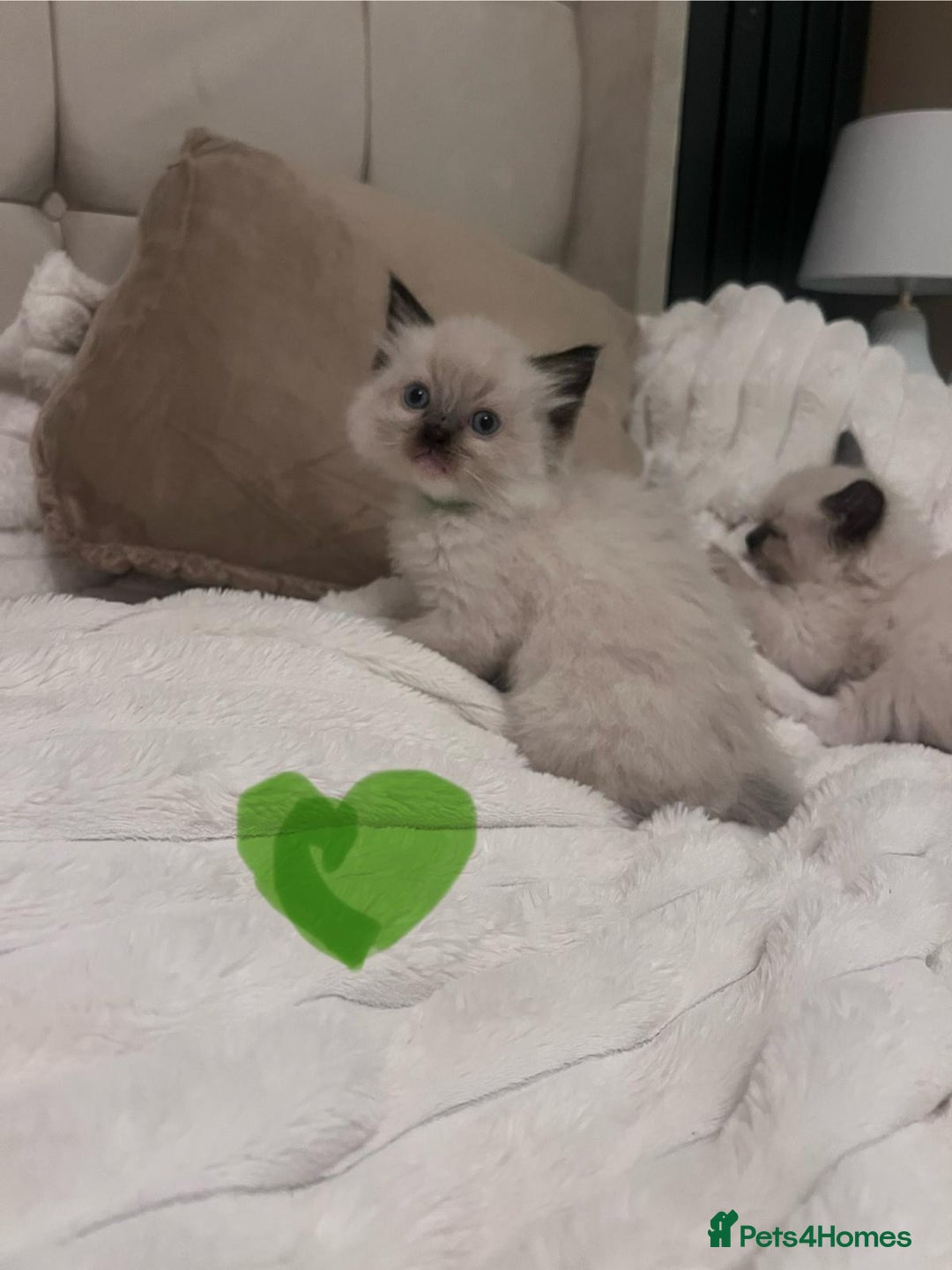 Ragdoll cats for sale: 4 gorgeous Ragdoll kittens for sale - Advert 22