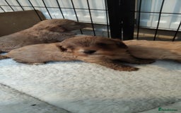 Cavapoo dogs for sale: Quality Cavapoo Puppies.  - Image 5