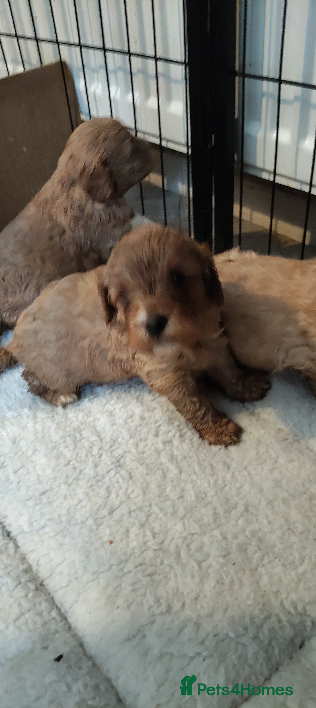 Cavapoo dogs for sale: Quality Cavapoo Puppies.  - Image 5