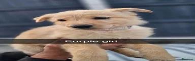 German Shepherd 7