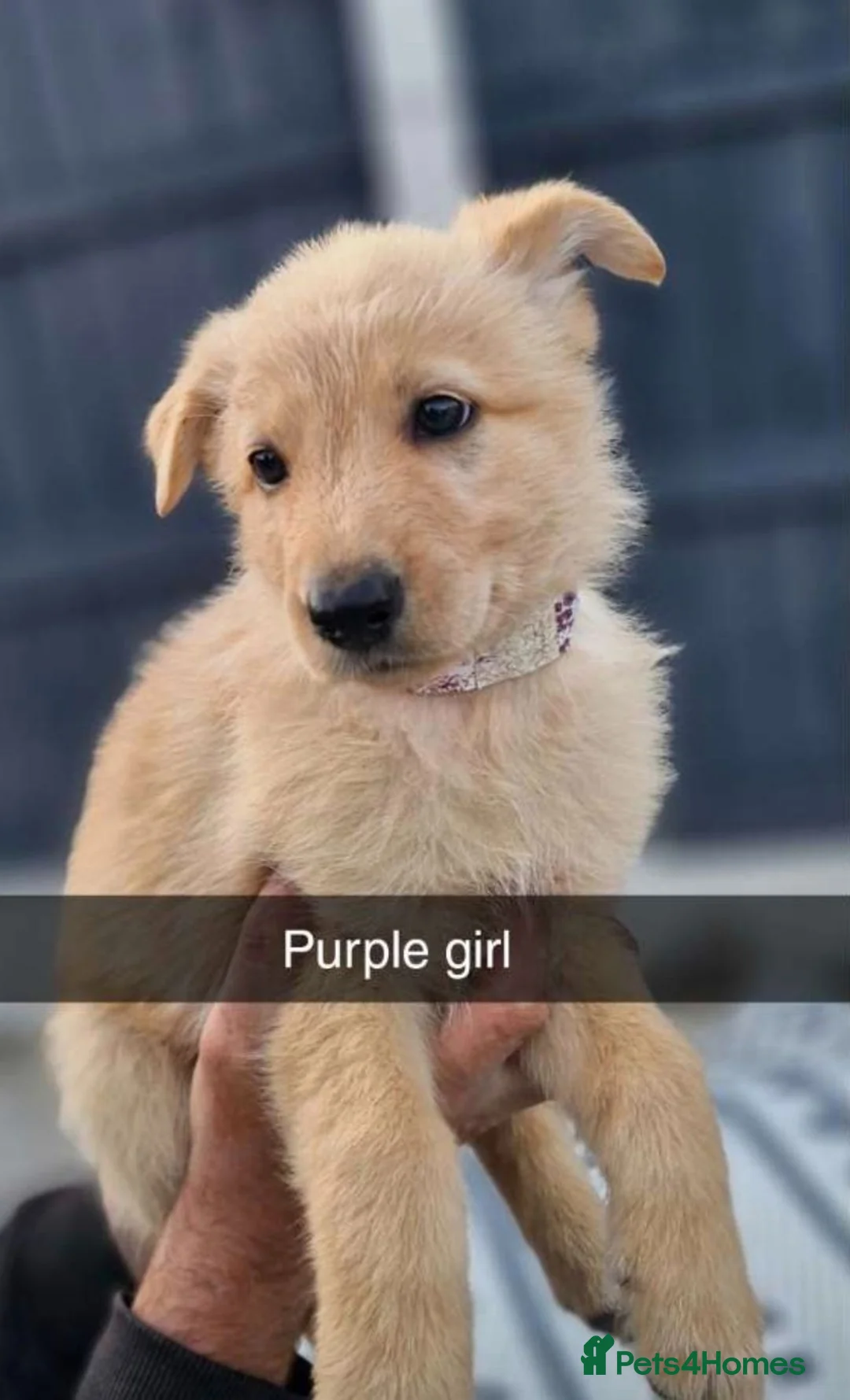 German Shepherd dogs for sale: 8 pups available   in Doncaster - Advert 16
