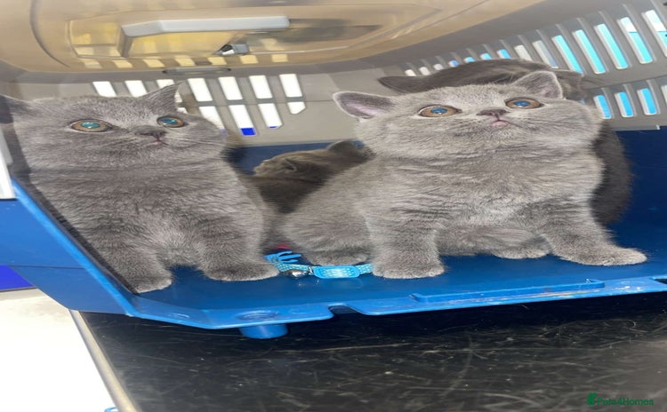 British Shorthair cats - Advert 1