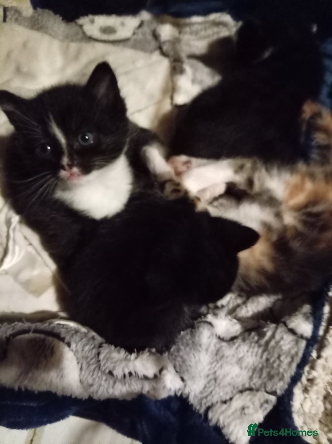 Mixed Breed cats for sale: Four mixed breed British short hair - Advert 7