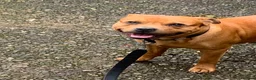 Staffordshire Bull Terrier dogs for stud: For stud- Red Staffordshire bull terrier in Telford - Advert 16