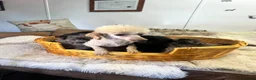 Pomapoo dogs for sale: stunning fluff balls - Advert 3