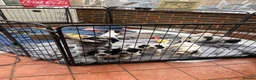 Sprocker dogs for sale: Sprocker Spaniels- trusted breeder  **  - Advert 5