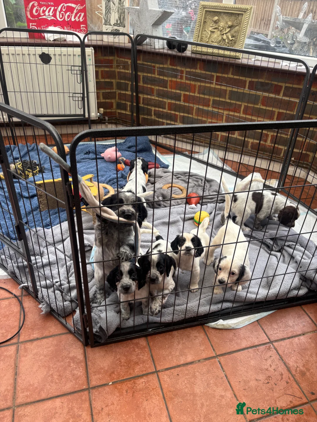 Sprocker dogs for sale: Sprocker Spaniels- trusted breeder  **  - Advert 5