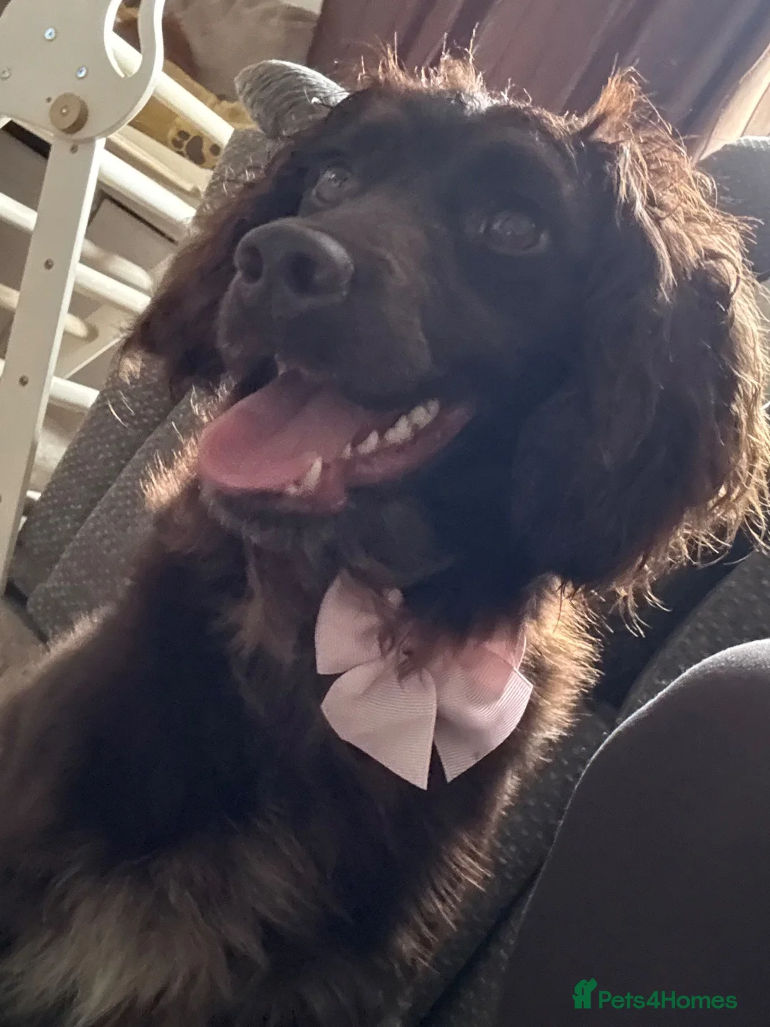 Cockapoo dogs for sale: 2 year old cockapoo female - Advert 2