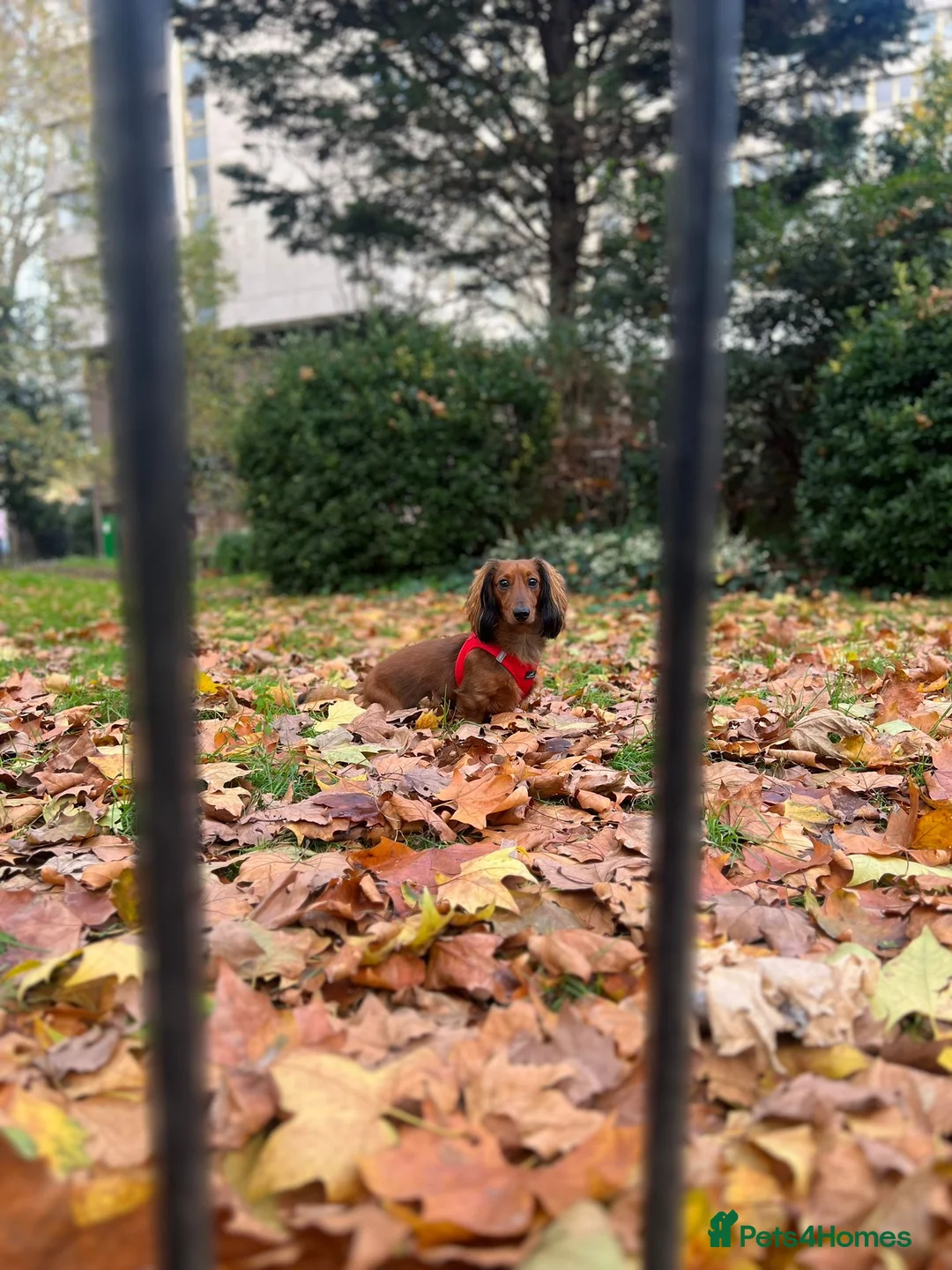 Miniature Dachshund dogs for stud: Meet our beautiful boy Tequila! - Advert 3