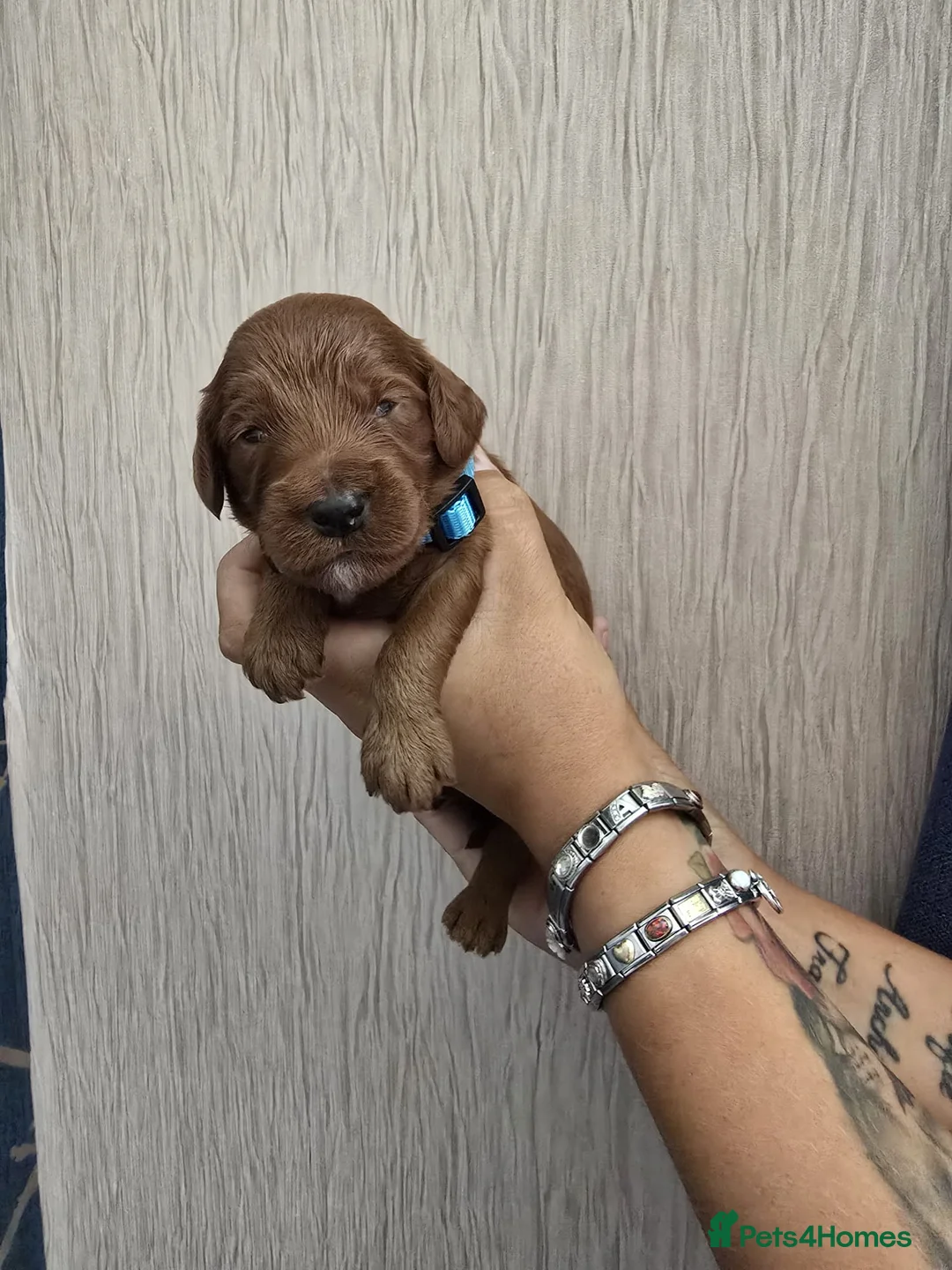 Cockapoo dogs for sale: F2 cockerpoos 2 week old  - Advert 2