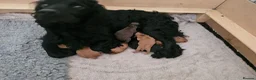 Cocker Spaniel dogs for sale: Cocker spaniel pups - Advert 2