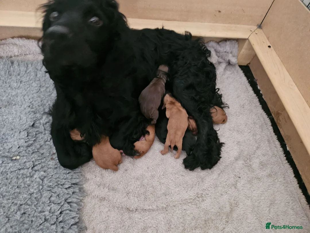 Cocker Spaniel dogs for sale: Cocker spaniel pups - Advert 2