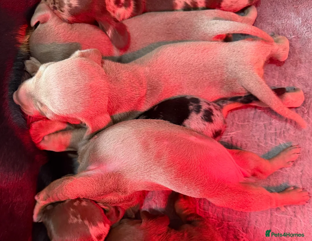 Dachshund dogs for sale: 7 Puppies Available  - Advert 2