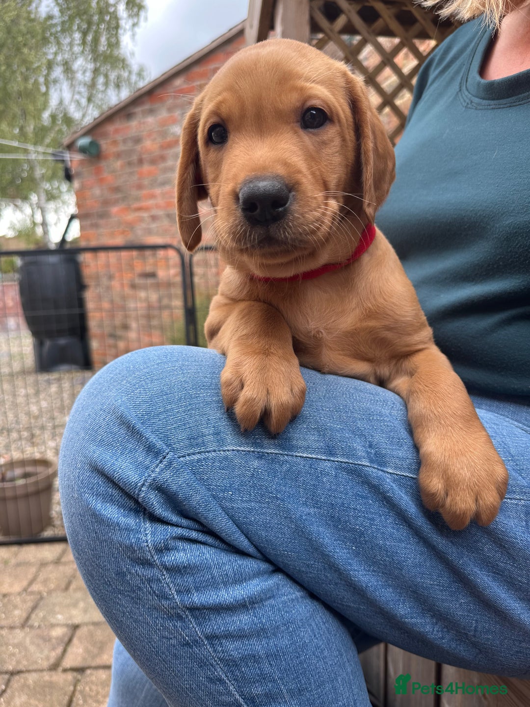 Labrador Retriever dogs for sale: Gorgeous girl - Image 13