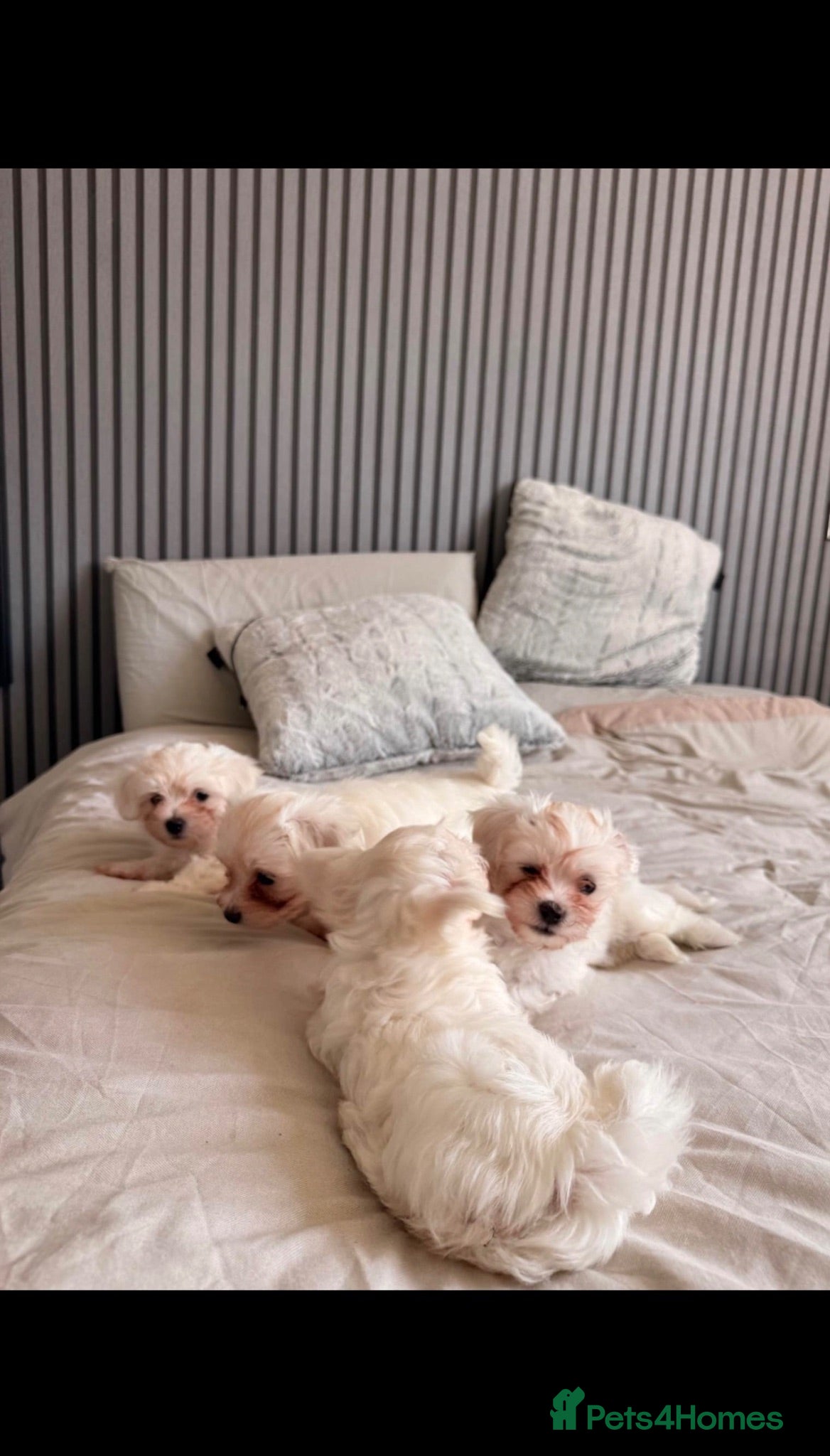 Bichon Frise dogs Bichon Maltese  - Advert 1