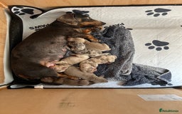 Dachshund dogs for sale: Litter of miniature dachshunds born 12/9/25 - Image 3