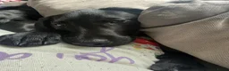 Labrador Retriever dogs for sale: Lab Puppy  - Advert 3