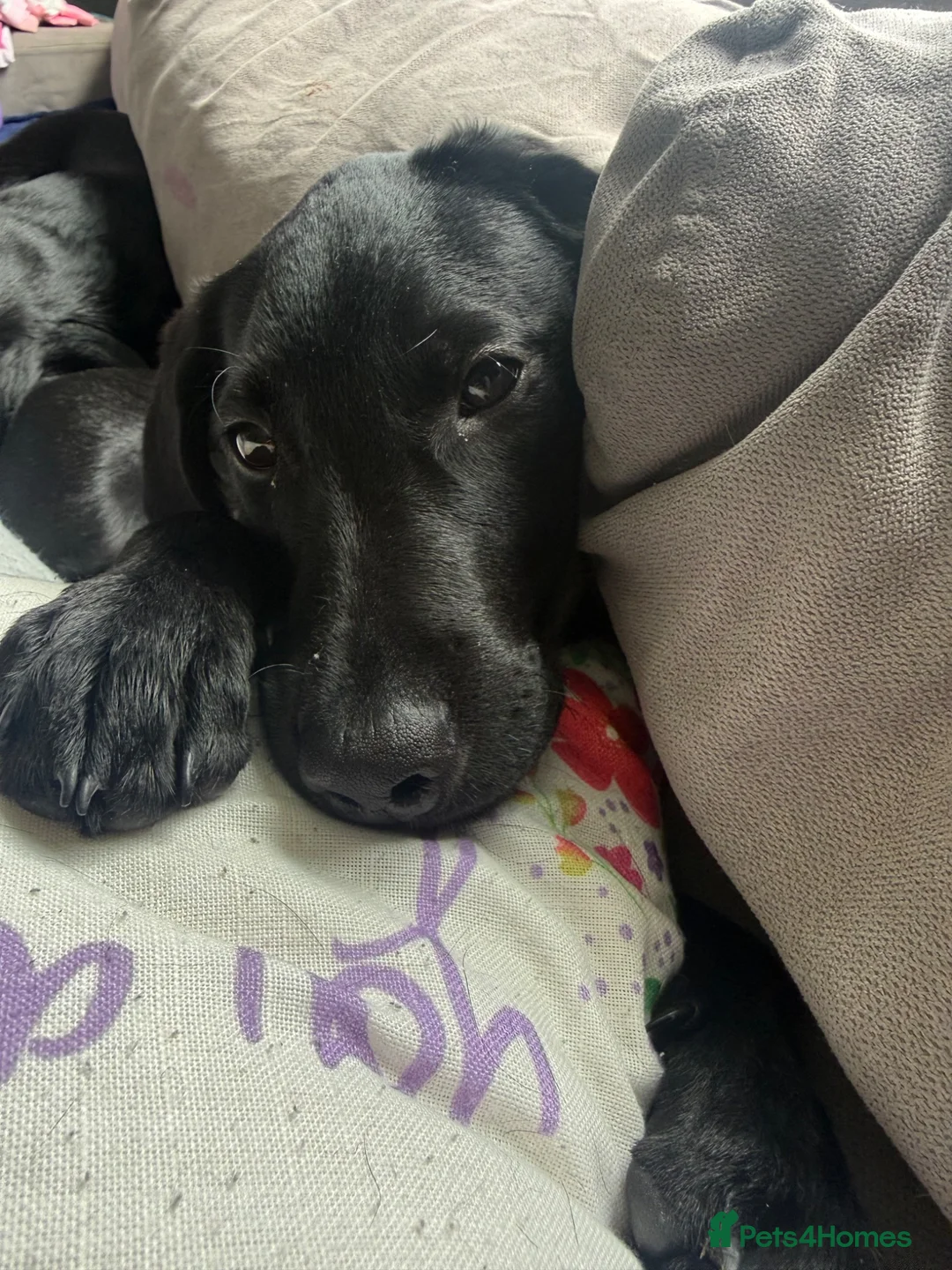 Labrador Retriever dogs for sale: Lab Puppy  - Advert 3