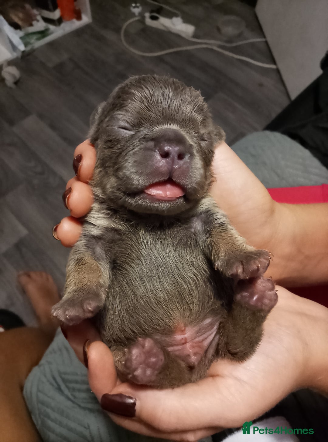 French Bulldog dogs for sale: French bulldog carrying fluffy and isabella - Image 4