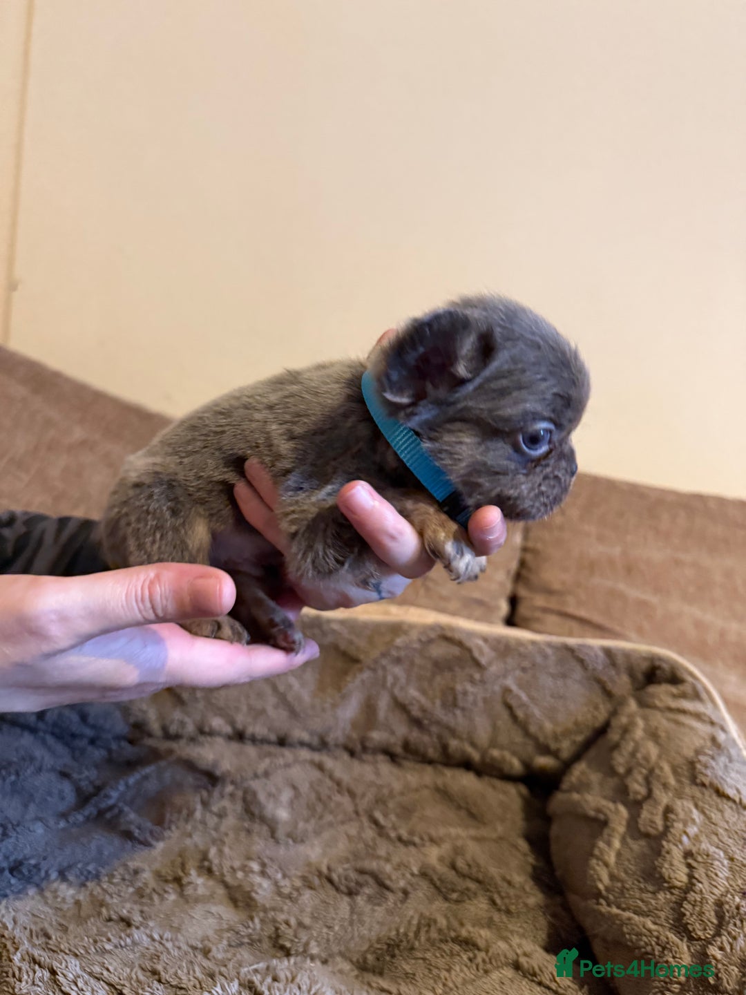 French Bulldog dogs for sale: Kc reg Fluffy Frenchies Ready Now  - Image 13