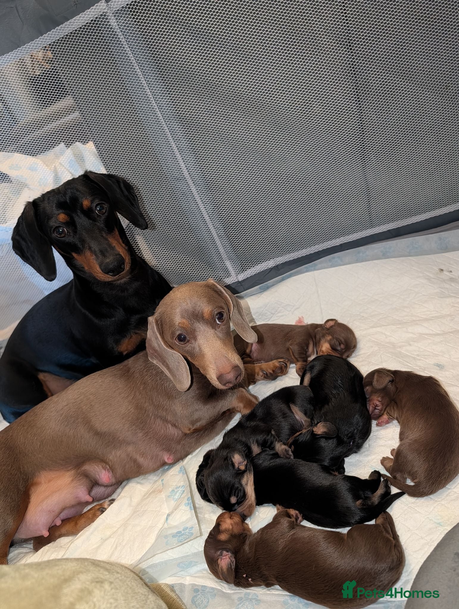 Miniature Dachshund dogs Miniature dachshund puppies for sale - Advert 1