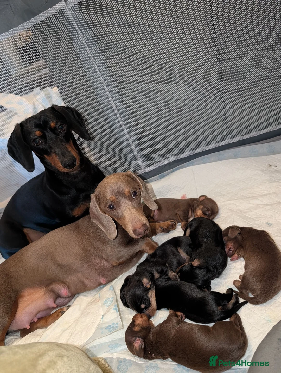 Miniature Dachshund dogs for sale: Miniature dachshund puppies for sale in Bilston - Advert 1