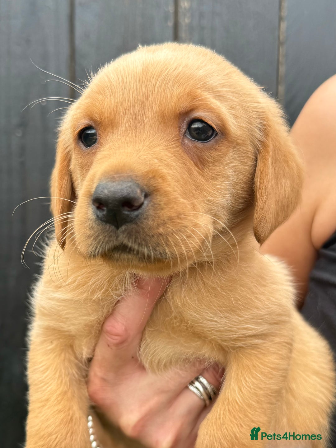 Labrador Retriever dogs for sale: Beautiful fox red Labrador pups - Image 15