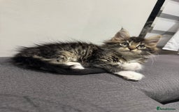 Maine Coon cats for sale: XL pure Maine coon kittens 💖 in Wellingborough - Image 13