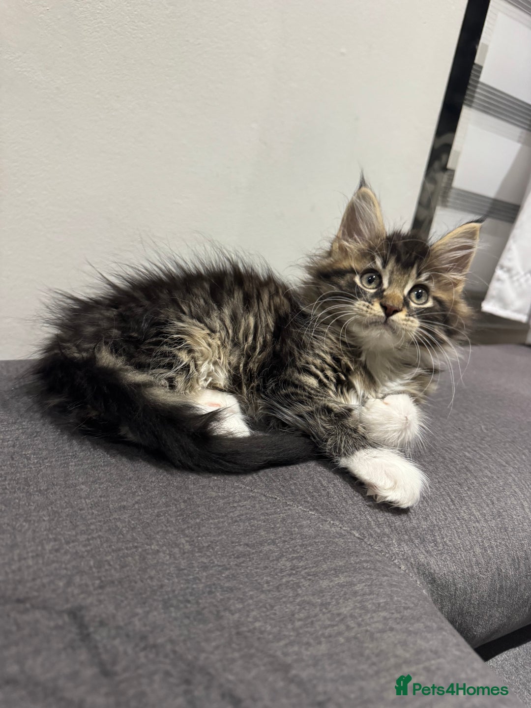 Maine Coon cats for sale: XL pure Maine coon kittens 💖 in Wellingborough - Image 13