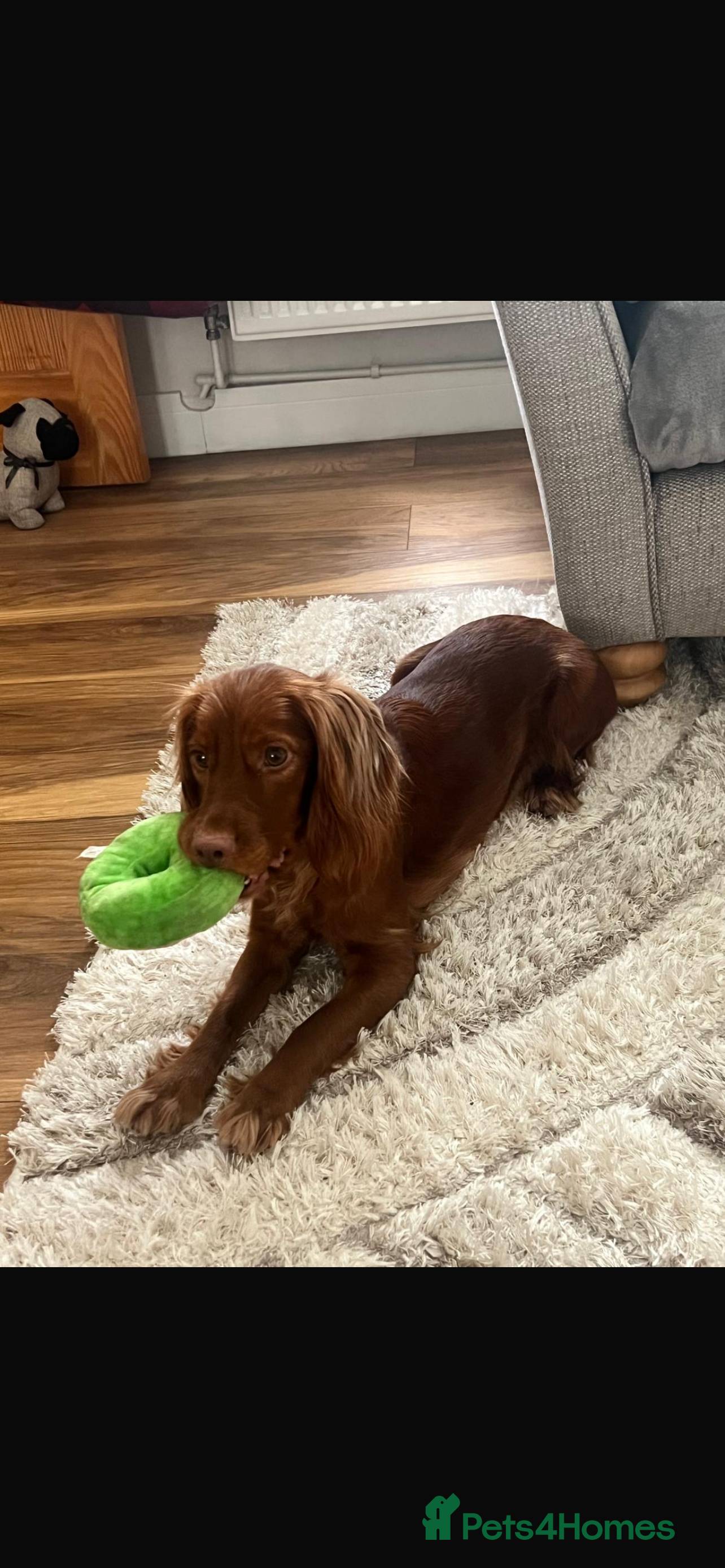 Cockapoo dogs Cookapoo - Advert 3