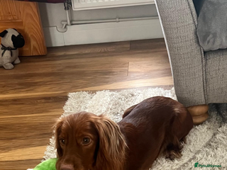 Cockapoo dogs Cookapoo - Advert 3