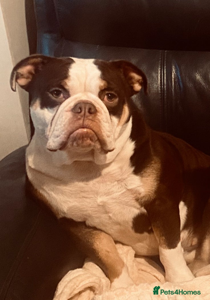 Olde English Bulldogge dogs 3 year old olde English bulldogge  - Advert 1