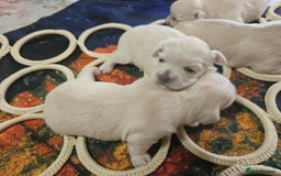 Maltese dogs for sale: 4 puppies bichons maltese - Image 11