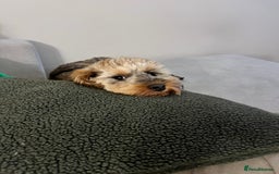 Cockapoo dogs for stud: Proven F1 Cockapoo Stud – Health Tested & Kind - Image 10