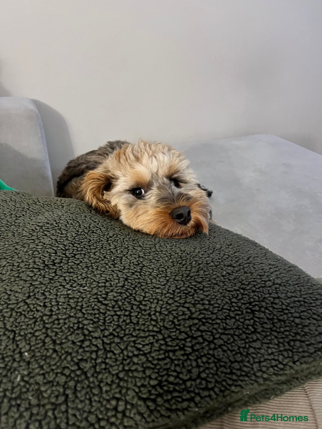 Cockapoo dogs for stud: Proven F1 Cockapoo Stud – Health Tested & Kind - Image 10