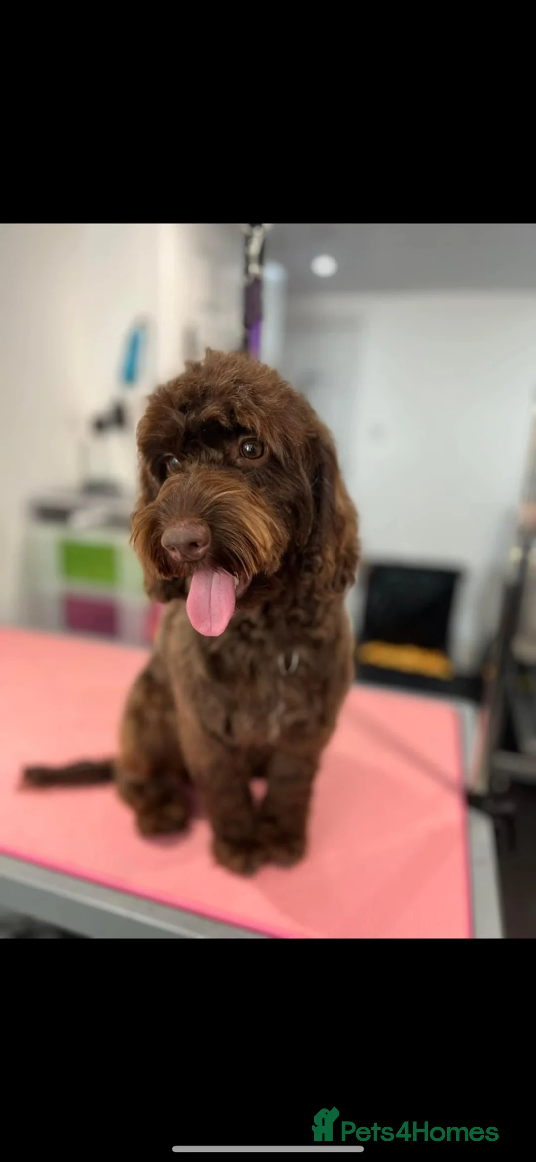 Cockapoo dogs for sale: Beautiful miniature cockapoos - Advert 1