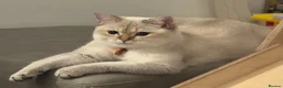 British Shorthair cats for sale: Simba  - Advert 2