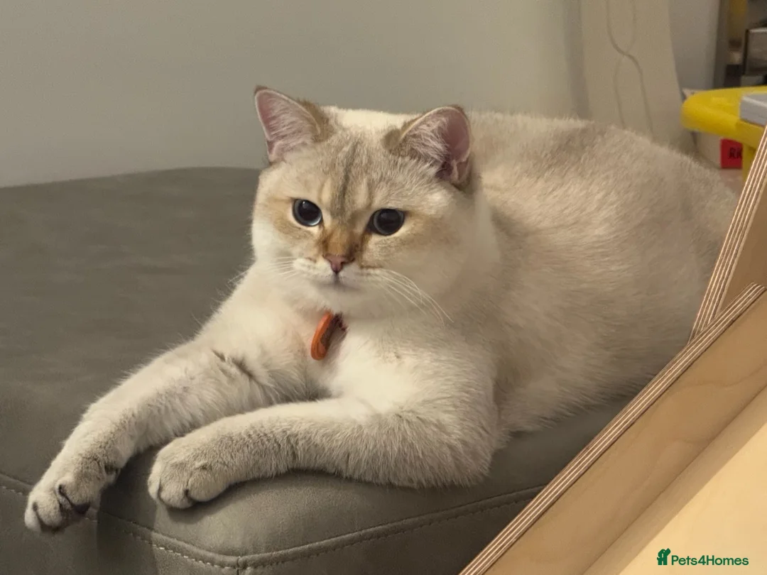 British Shorthair cats for sale: Simba  - Advert 2