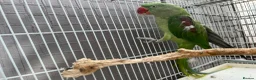 Mixed Breed birds for sale: Indian ringneck and Alexandrine parrot  - Advert 9