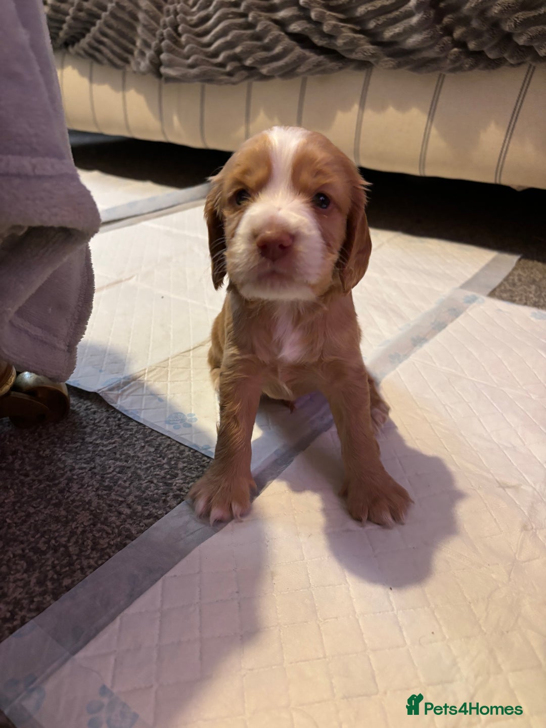 Cocker Spaniel dogs for sale: Beautiful cocker spaniels  - Image 2